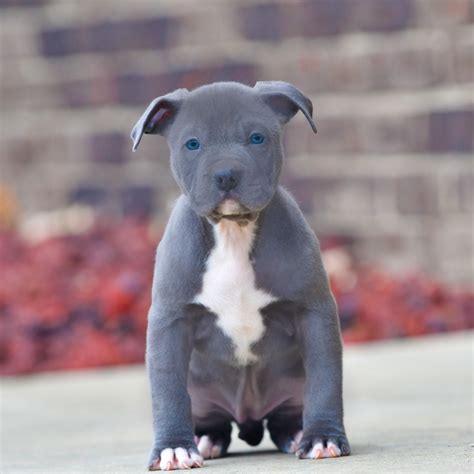 They do not show aggression or gameness, two traits that make people wary of adopting the pitbull bloodline. . Blue nose pitbull puppy for sale near me